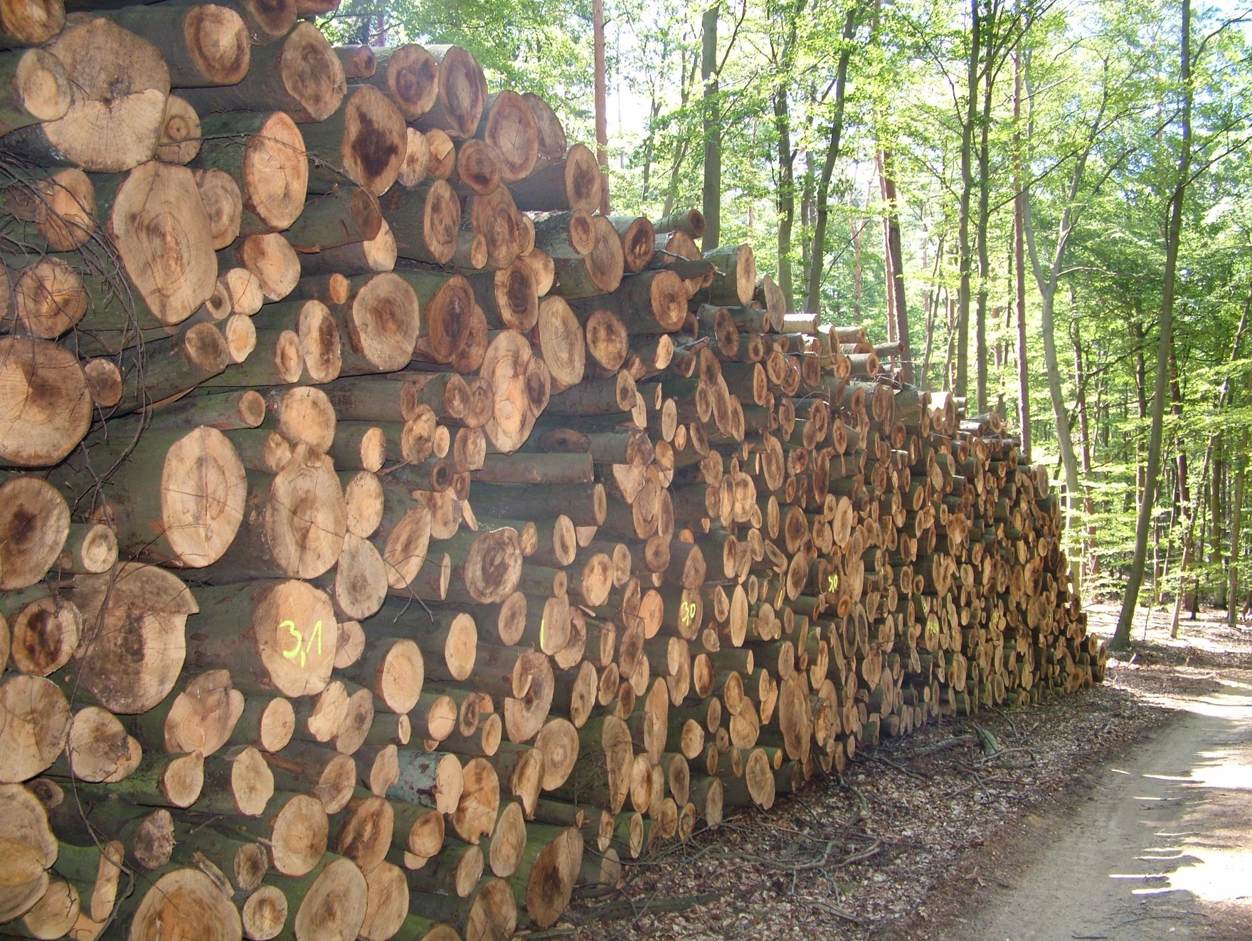 Foto: Stapel mit gefällten Baumstämmen im Wald