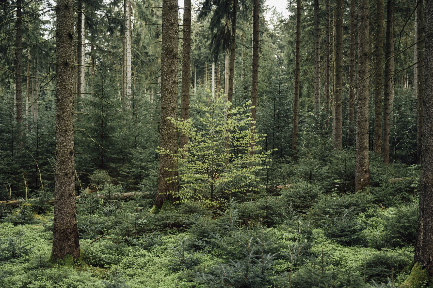 Foto: Stapel mit gefällten Baumstämmen im Wald