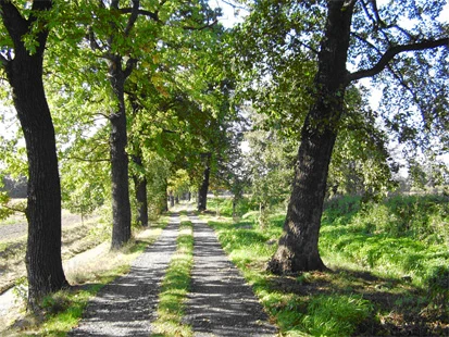 Foto: Allee