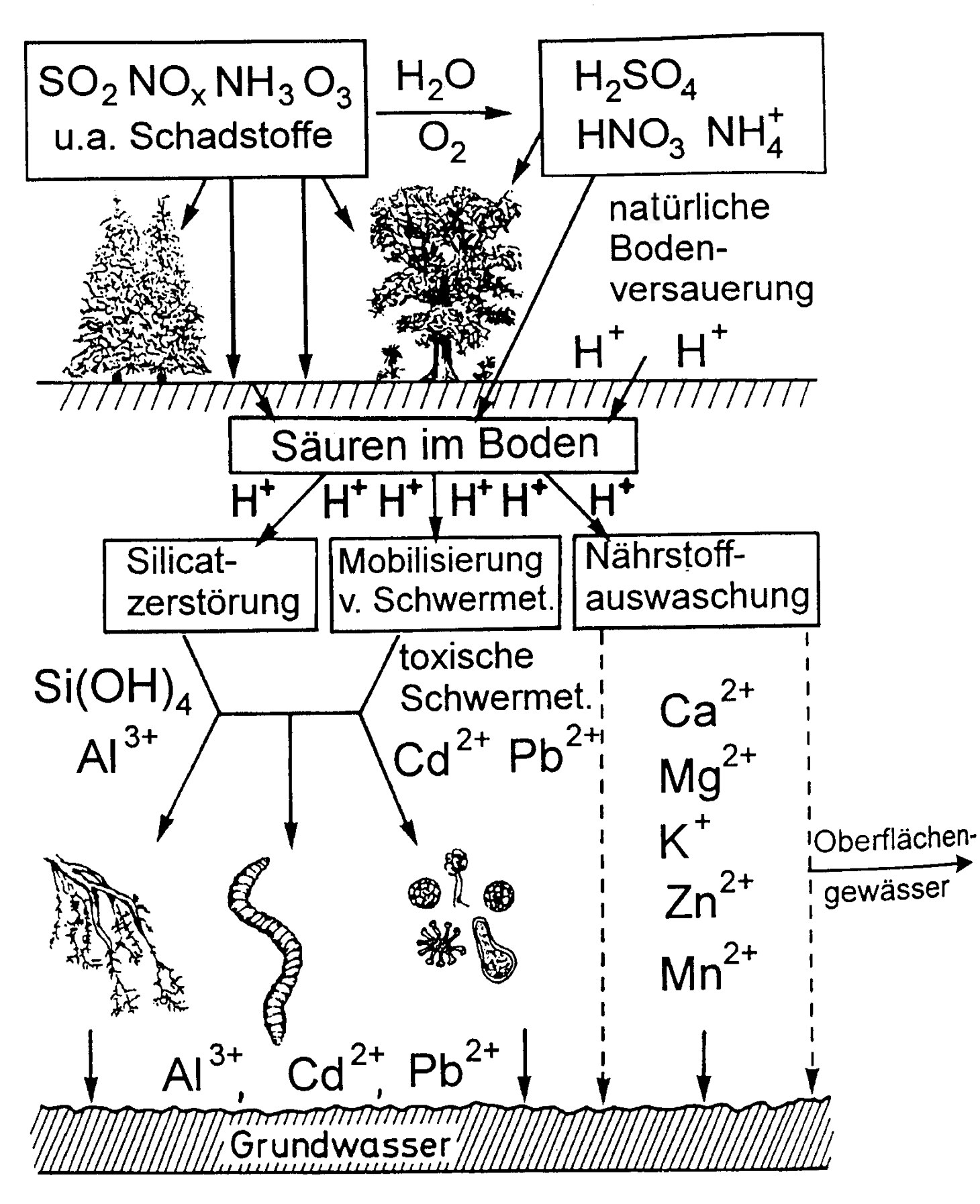 Schema zum Thema Bodenversauerung