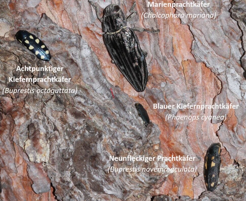 Die verschiedenen Käferarten auf der Rinde einer Kiefer.