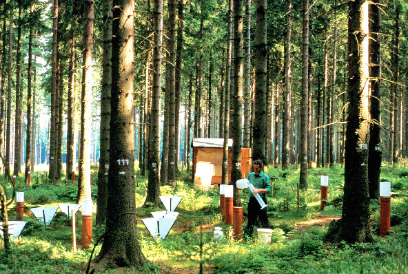 Foto: Nadelwald, Bodenfläche mit Untersuchungsgeräten besetzt