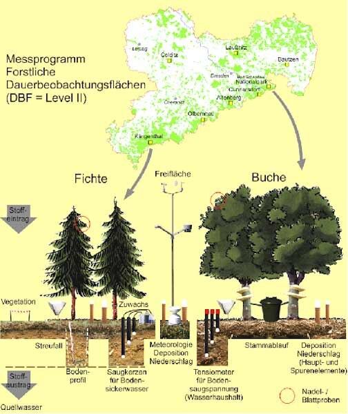 Schematische übersicht zum Untersuchungsprogramm auf den sächsischen Forstlichen Dauerbeobachtungsflächen