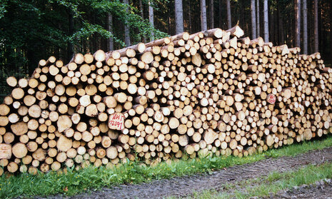 Holzstapel im Wald