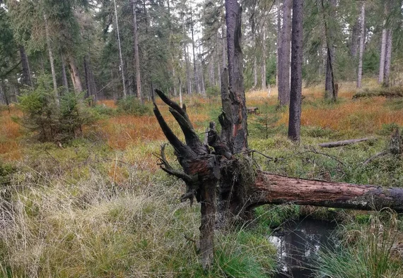 Moorrekultivierung im Erzgebirge