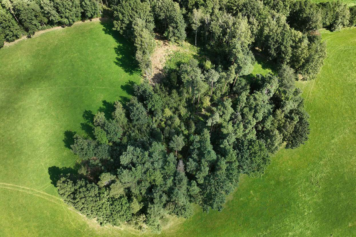 Waldzustand Sachsen: Foto einer Waldinsel inmitten von Grünland