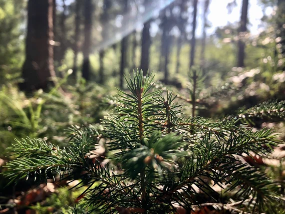 Foto von einem jungen Nadelbaum im Wald, dahinter scheint Sonnenlicht durch die Bäume