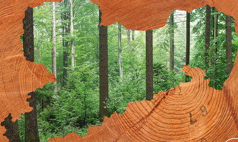 Fotomontage eines Waldbildes in Form einer Sachsenkarte