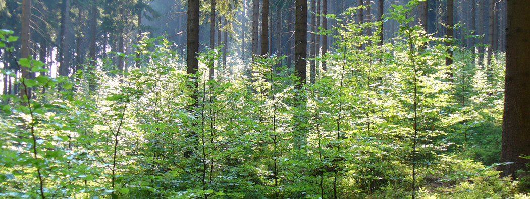Startseite - Wald, Forstwirtschaft, Jagd - sachsen.de