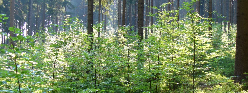 Waldumbau in Sachsen