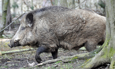 Wildschwein