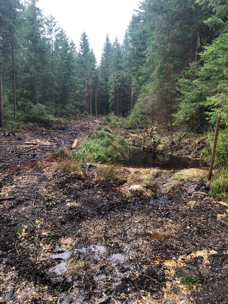 lichte Waldfläche, die eine Holzstau zeigt mit einem dunklen Wasserbecken