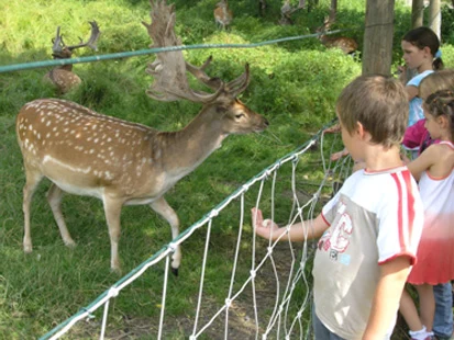Foto: ein Reh in einem Wildgehege 