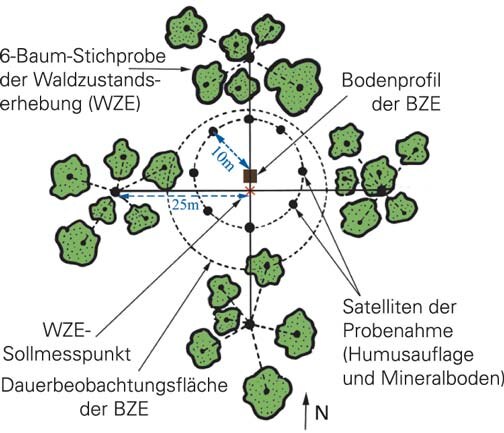 Schema zur Probenahme bei der Bodenzustandserhebung (BZE) am einzelnen Stichprobenpunkt 