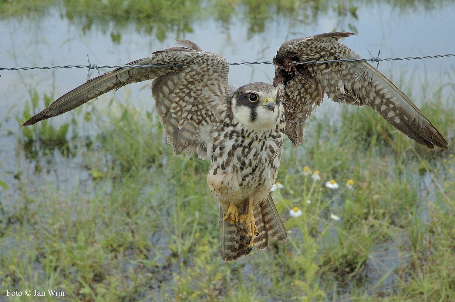 Baumfalke in Stacheldraht 